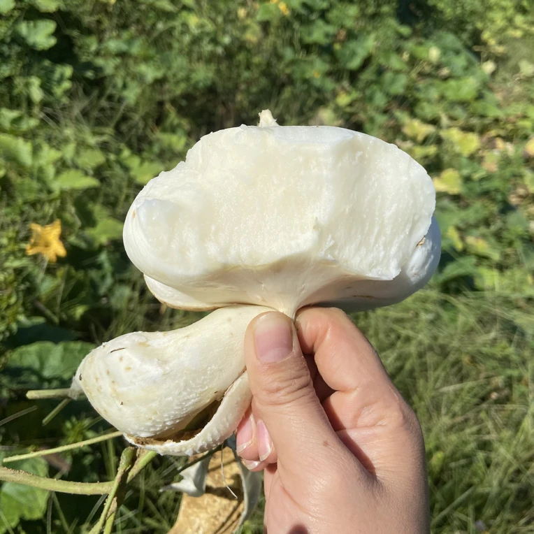 主播自种凉薯地瓜贵州特产土瓜脆甜