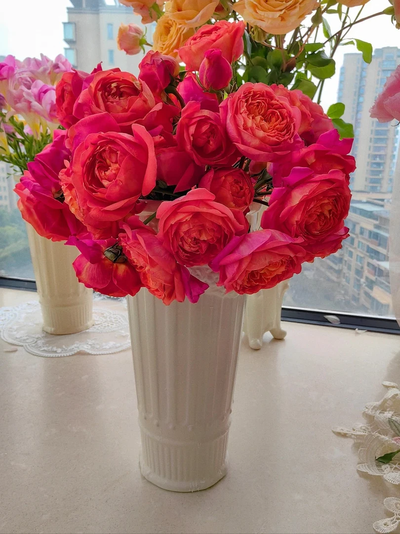 殷美人多头稀有玫瑰适合家用客厅装饰基地直发