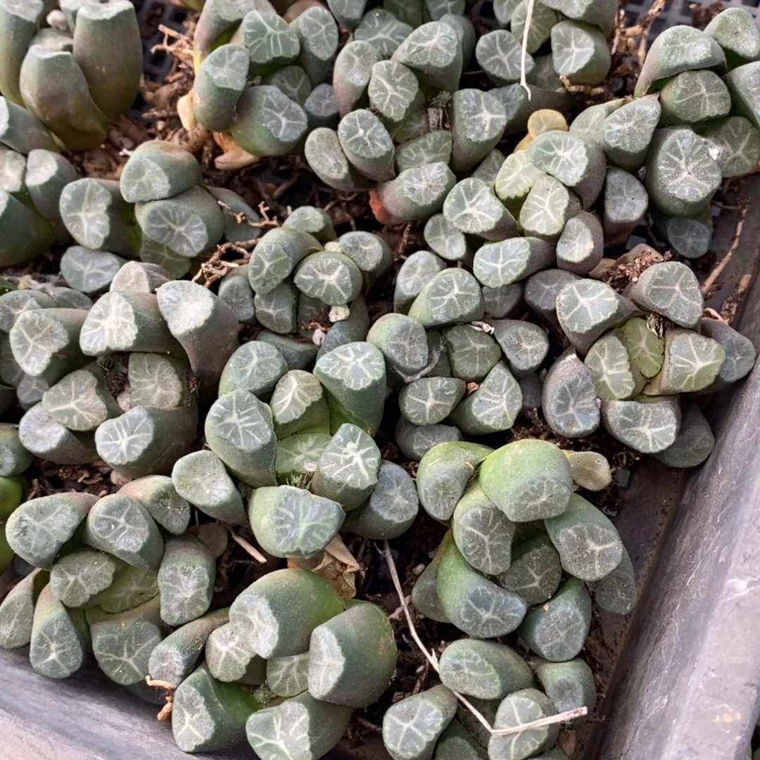 410 一颗实生超美万象 超级福利