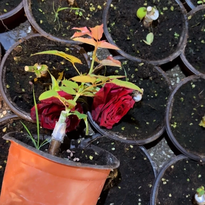 无花朵蒙特卡罗小苗