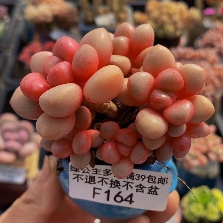 先锋派7cm164多肉植物