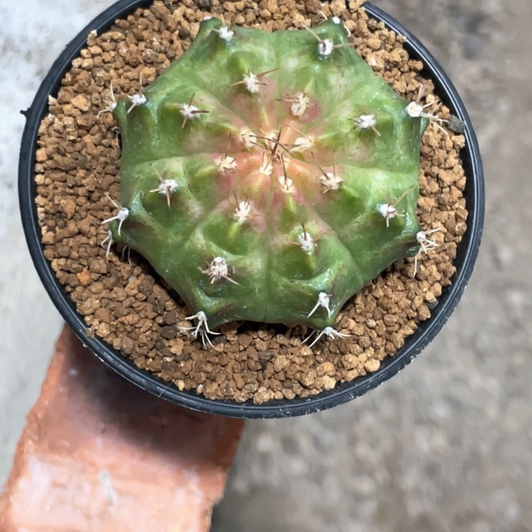 当前无花朵，栽培后可花朵包子绿粉轮回