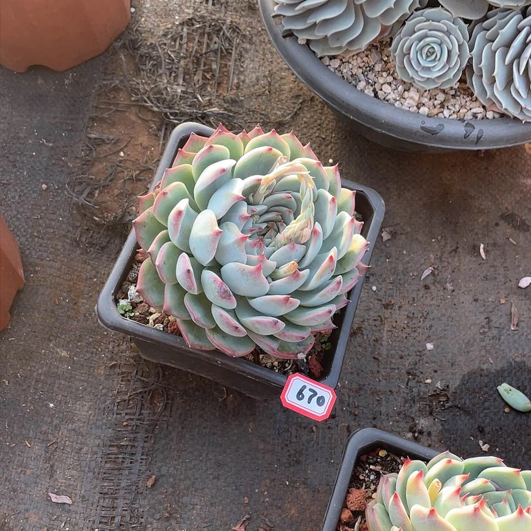 670杂一物一拍多肉