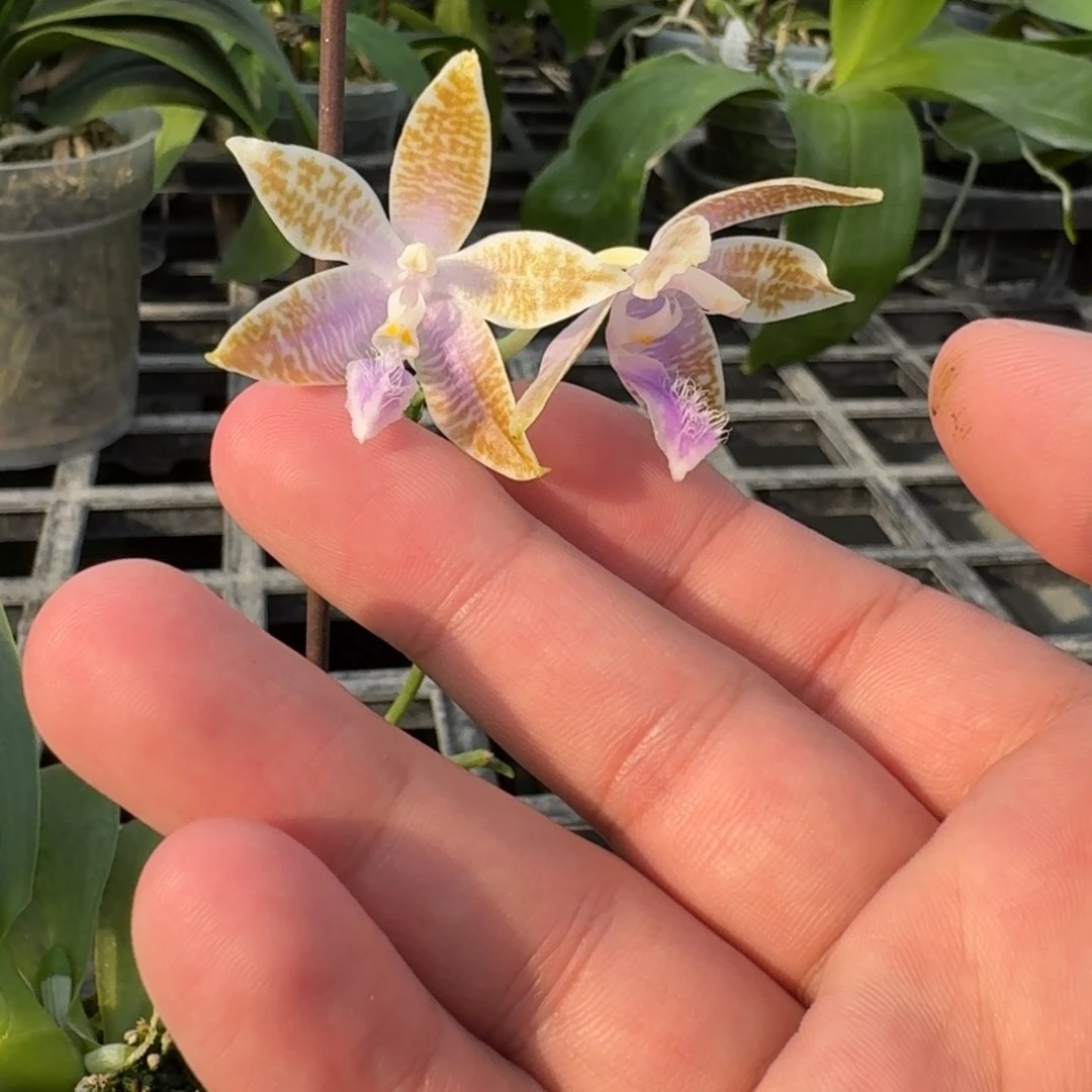 当前无花栽培后可以开花yss1162 9318
