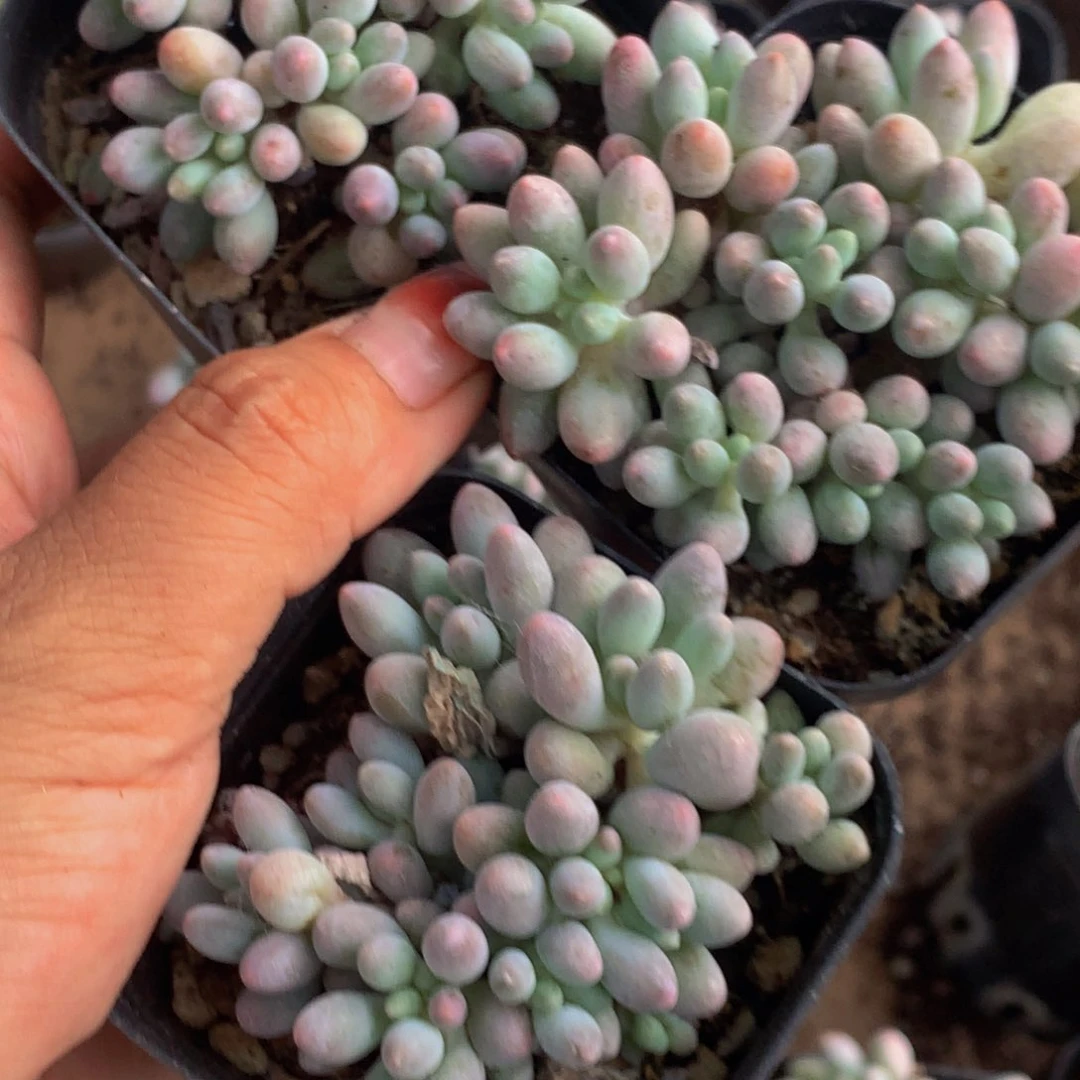 婴儿手指。（不满9.99发叶子）