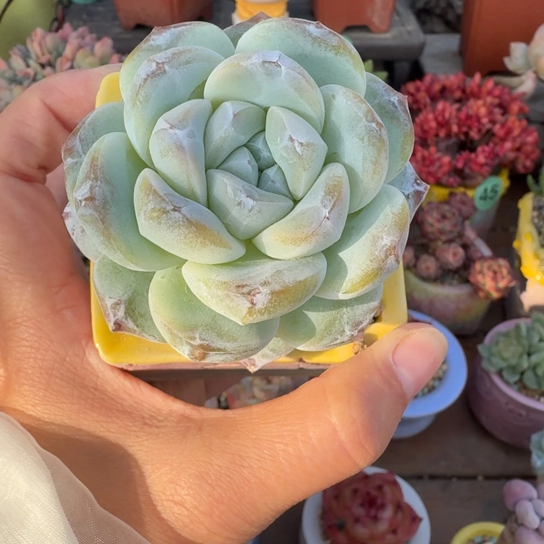 冰玉多肉含盆土 一物一拍