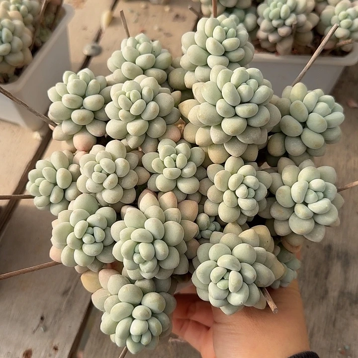 达芙妮多肉植物保护，