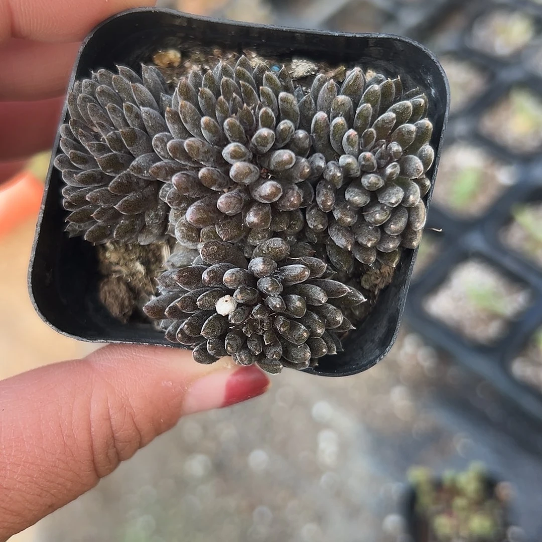 多肉植物多肉植物