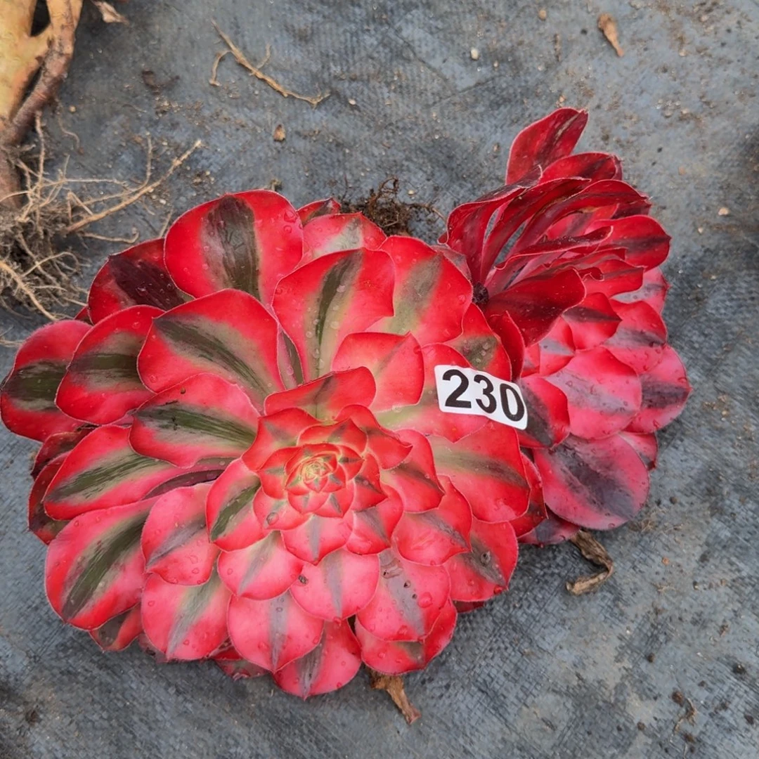 燕***y230多肉植物爱丽丝两颗