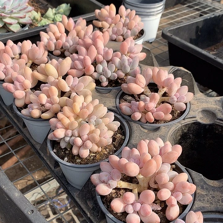 处理汤圆老庄0000000000000000