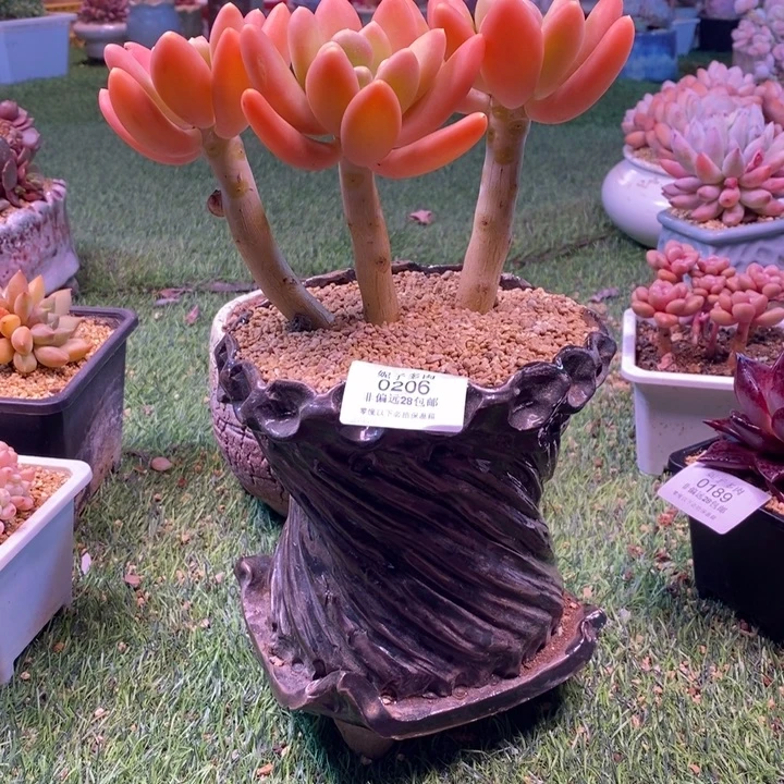 0206啊啊啊啊啊啊啊啊啊啊啊啊