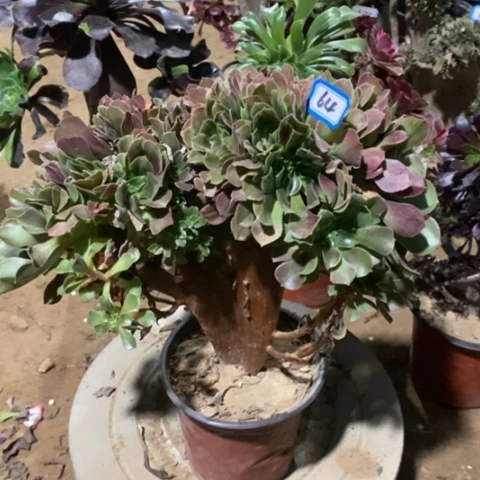 玫瑰缀化一物一拍