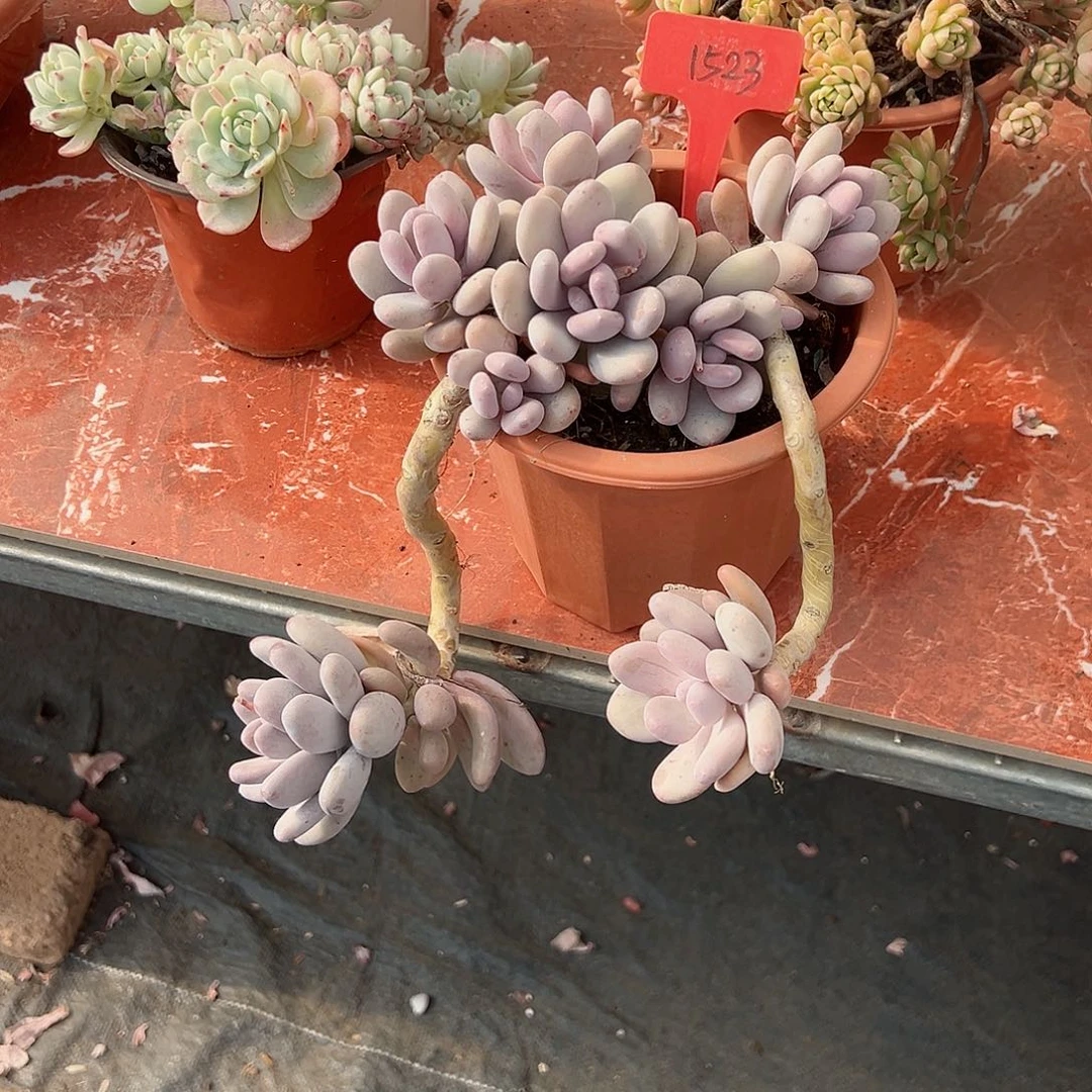 婧*儿1523桃美人多肉植物