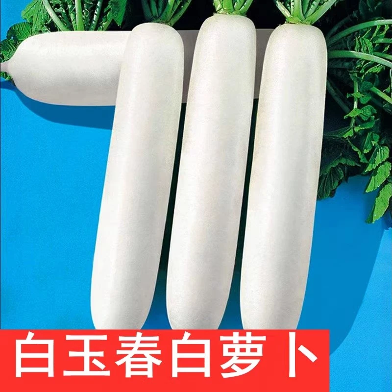 白萝卜种子春夏播白玉萝卜种籽高产早熟耐热白萝卜种子蔬菜种籽