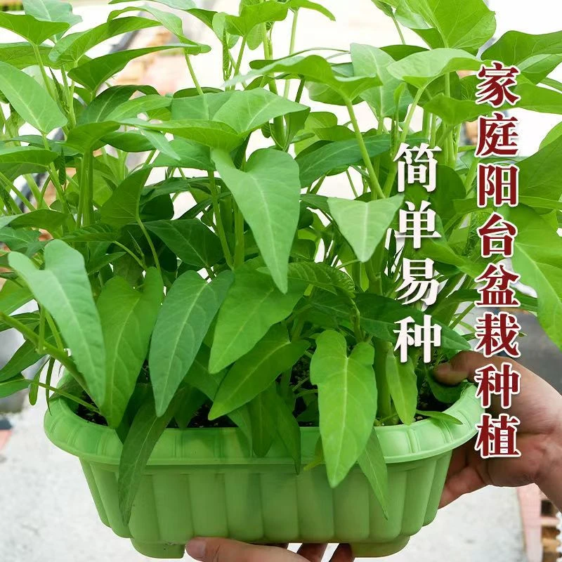 【全店满6包包邮】大叶空心菜种子