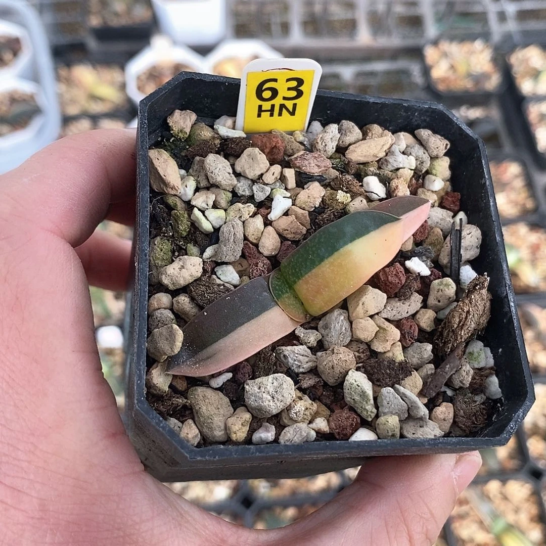 红陶63号卧牛锦一物一拍