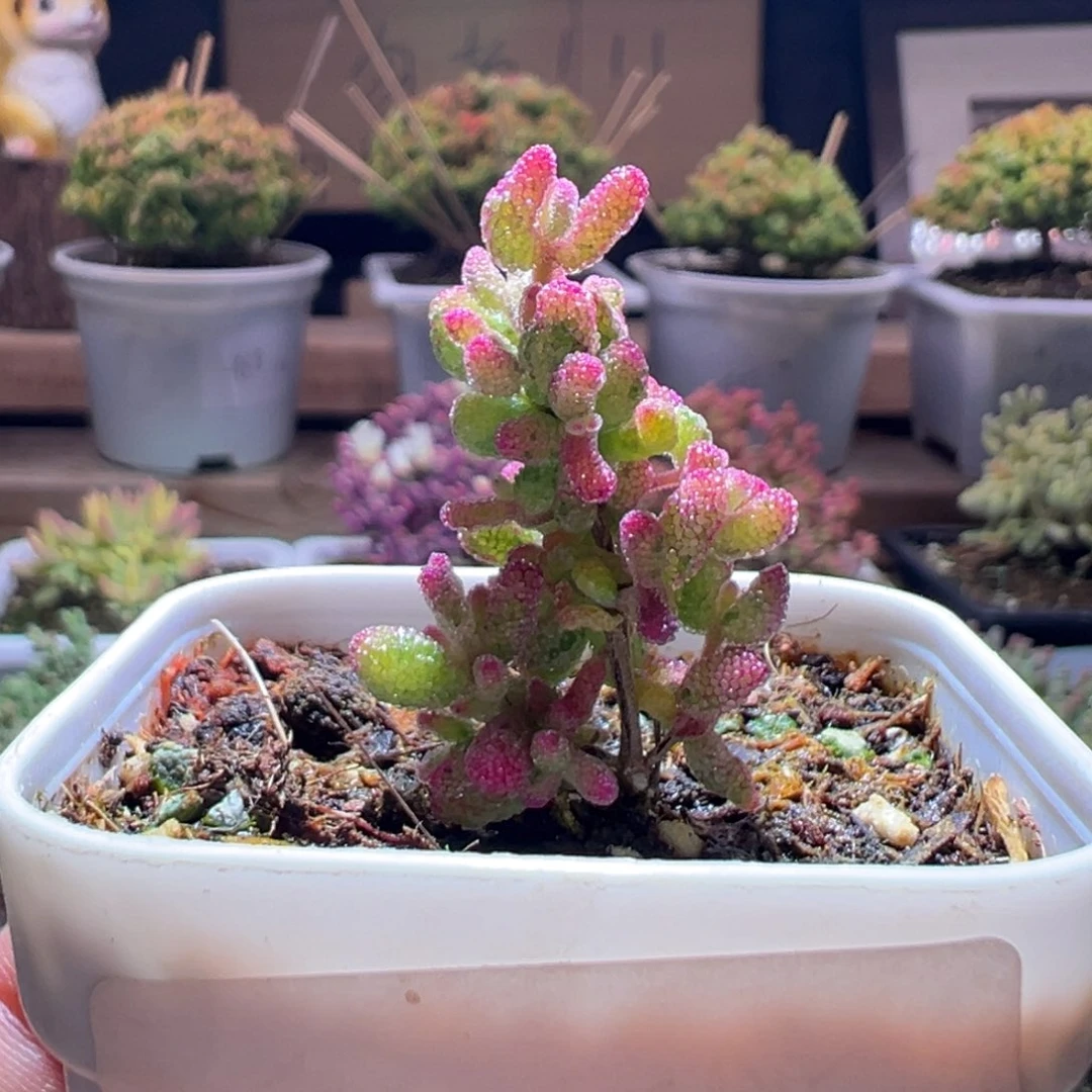 318花斑露一物一拍包开箱