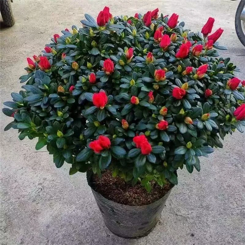 杜鹃花四季开花杜鹃盆栽杜鹃花苗阳台客厅带花苞懒人花卉