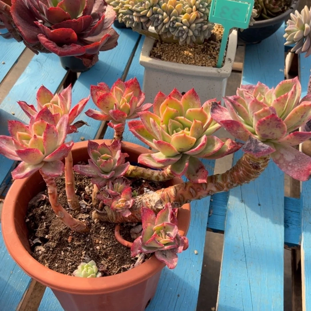 小雨多肉日常生活的乔伊