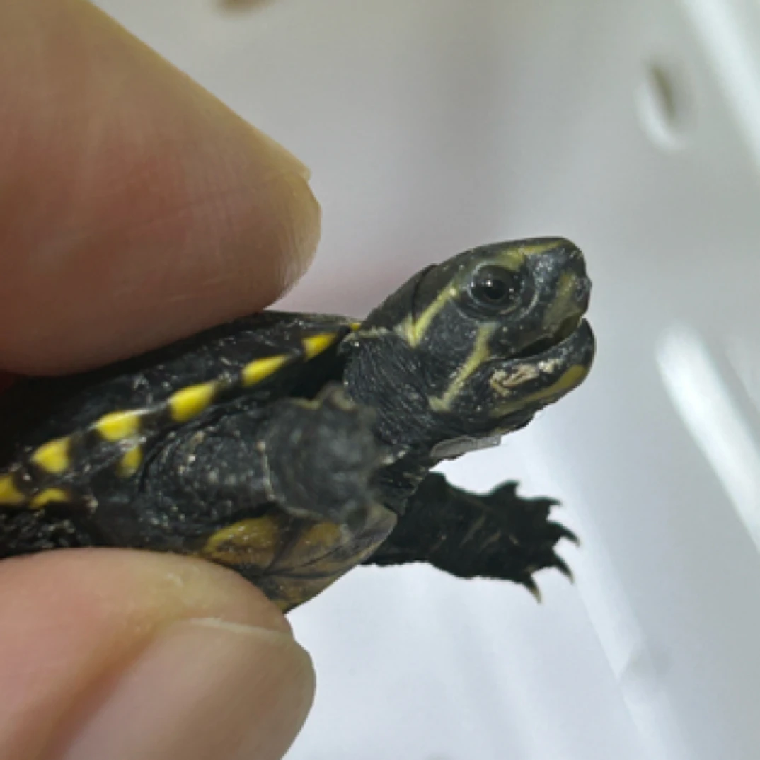 果核干苗，公温孵化