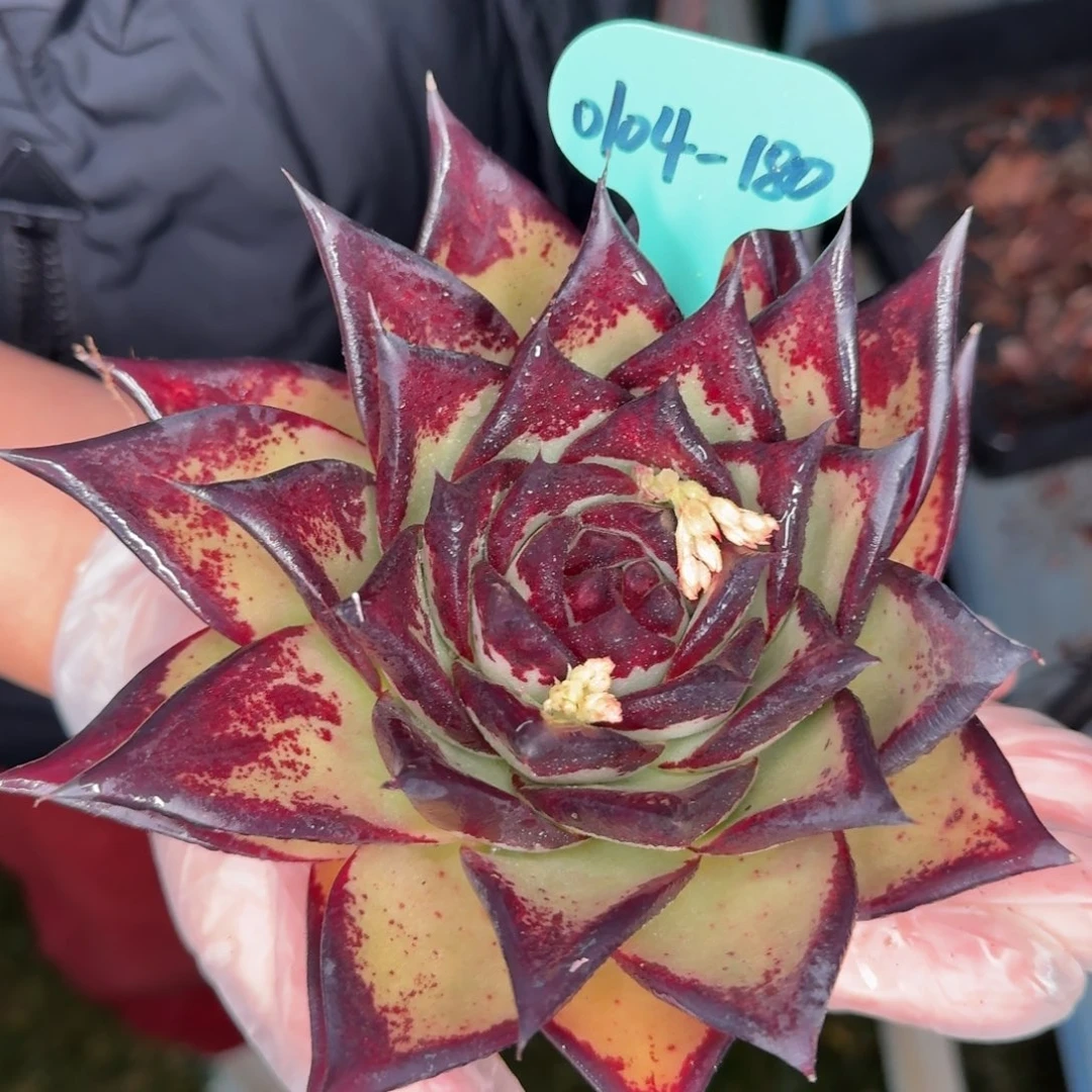 从前慢多肉精选编号0104.180