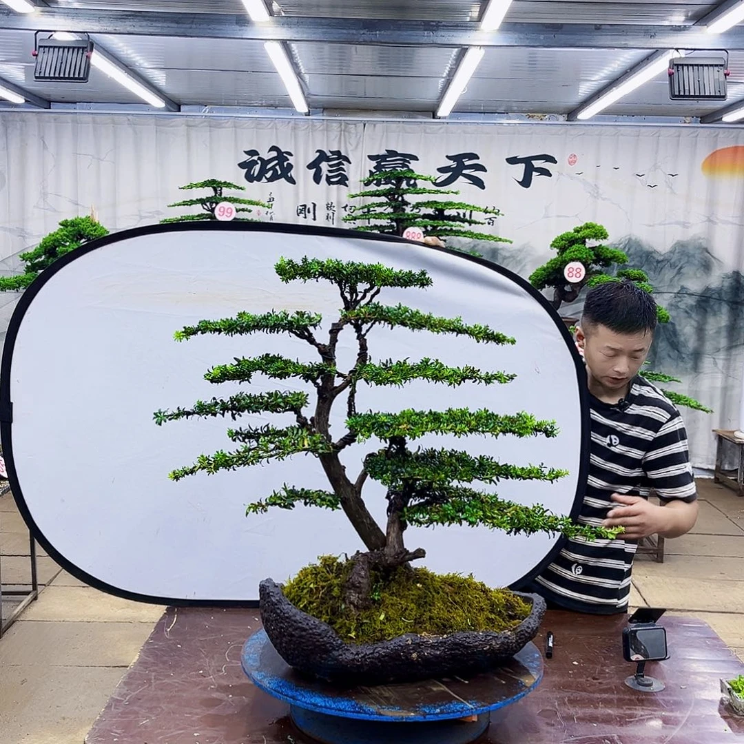 无花朵罗汉松盆景专场直播