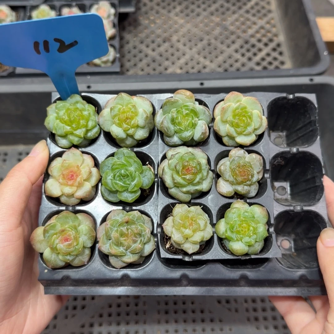 112满38包邮➗偏远发货不退货退款