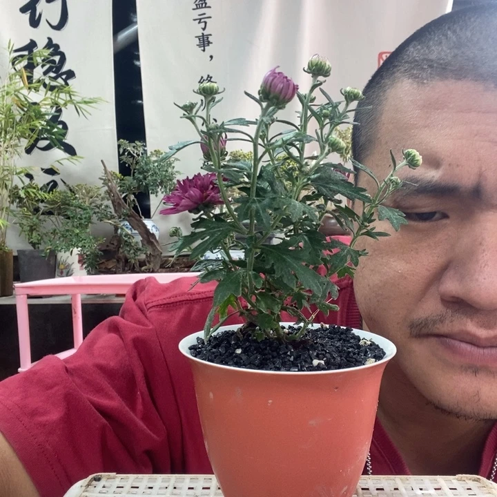 无花朵退款拉黑拉黑25