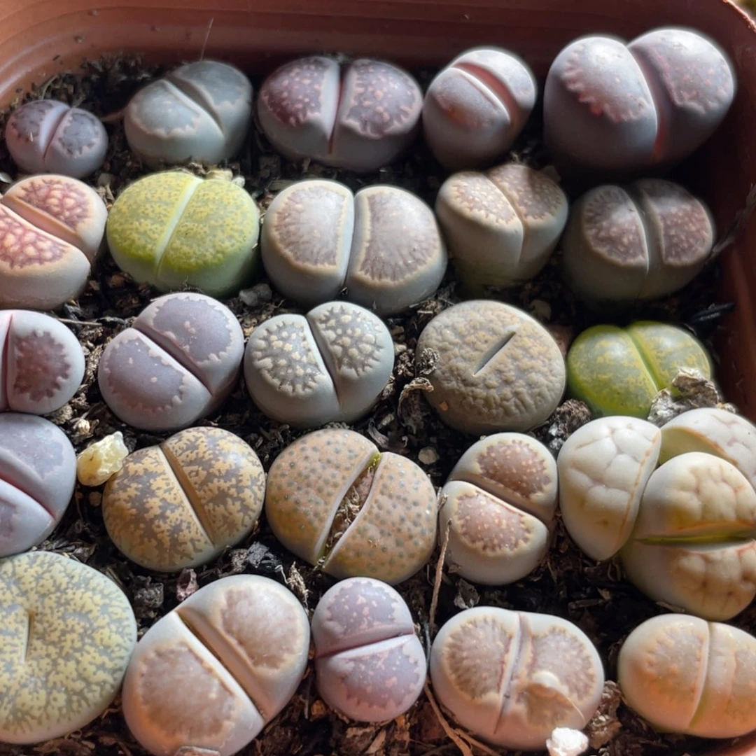 大盆特价一物一拍～39