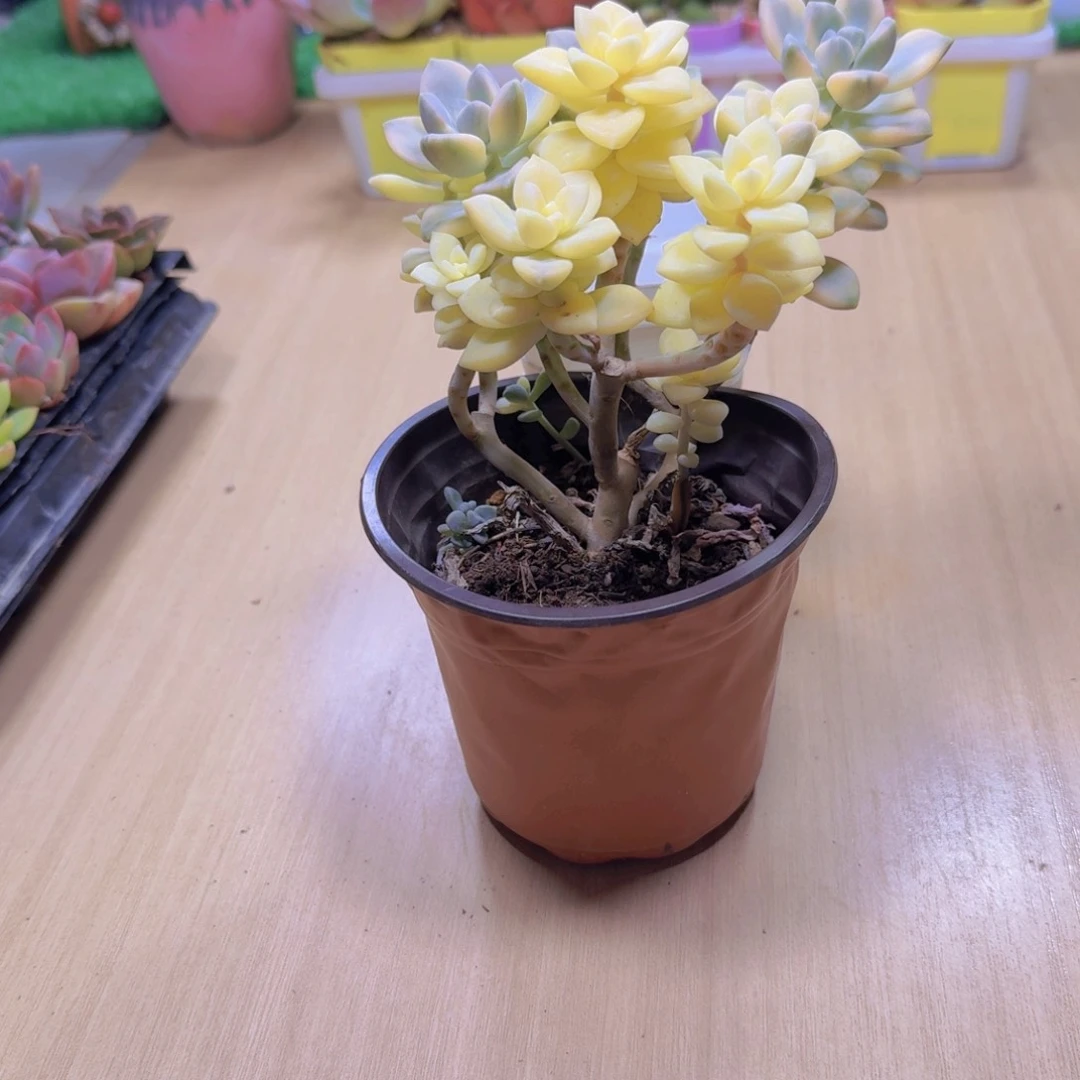 多肉植物 美杏锦110