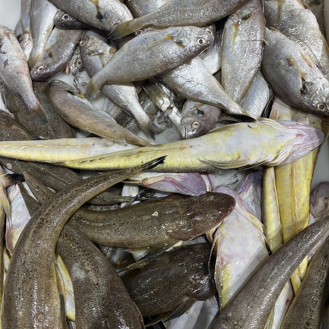 【小花家】海杂鱼（各种鱼混，不定啥鱼不定几种直播间看）五斤