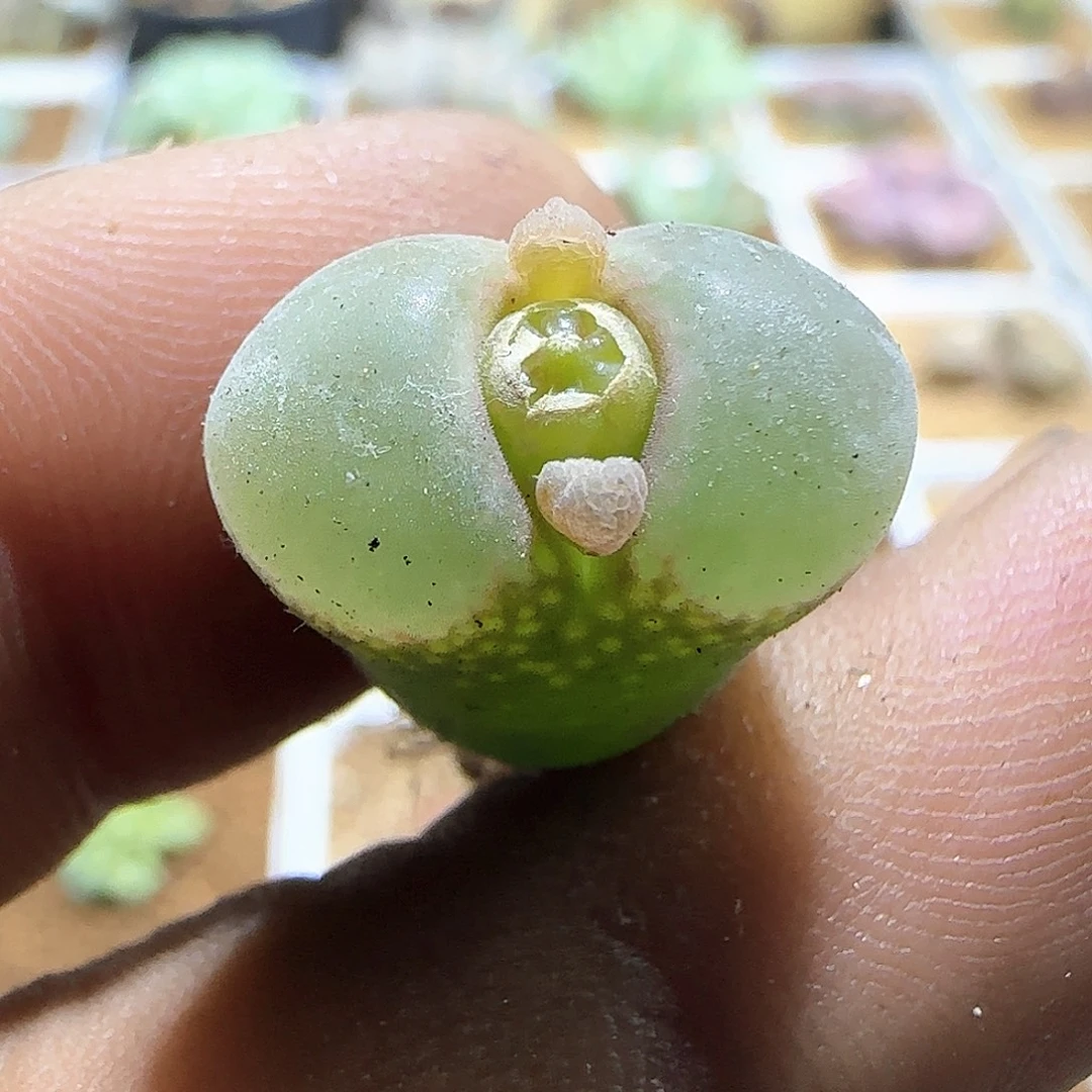 钮扣安格。    58461