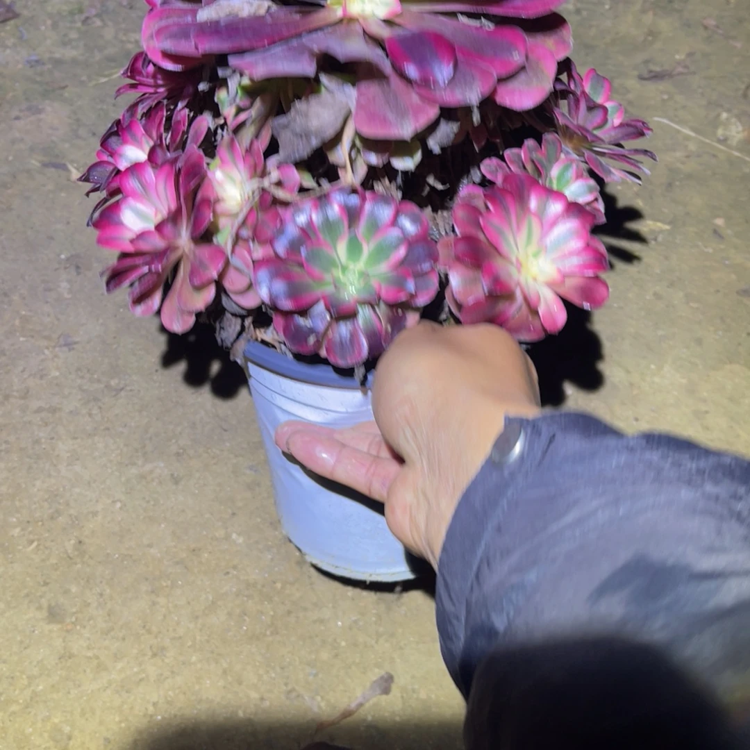 12-13-27美杜莎法师锦