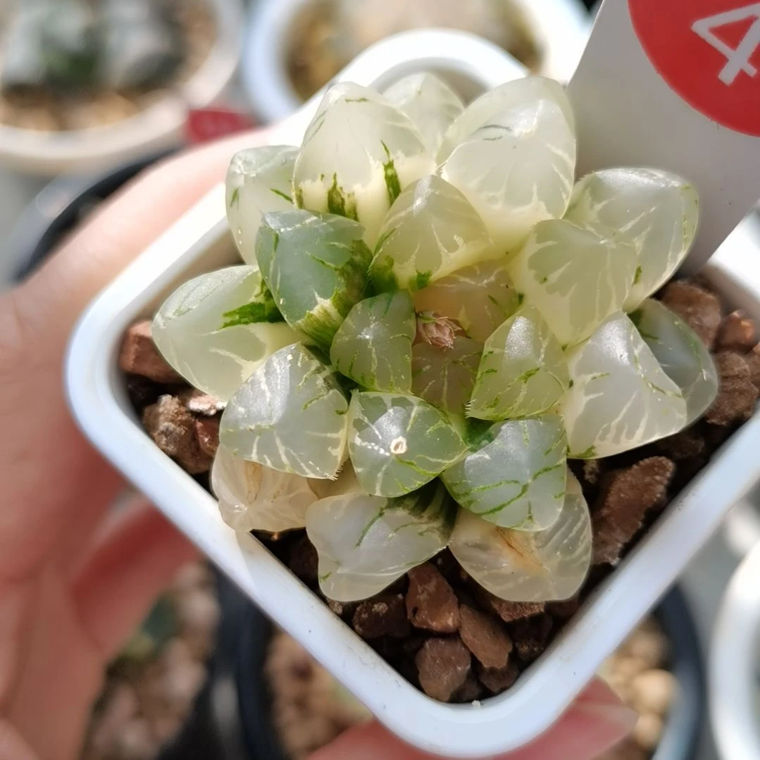 4号OM玉露锦一物一拍带盆土发货