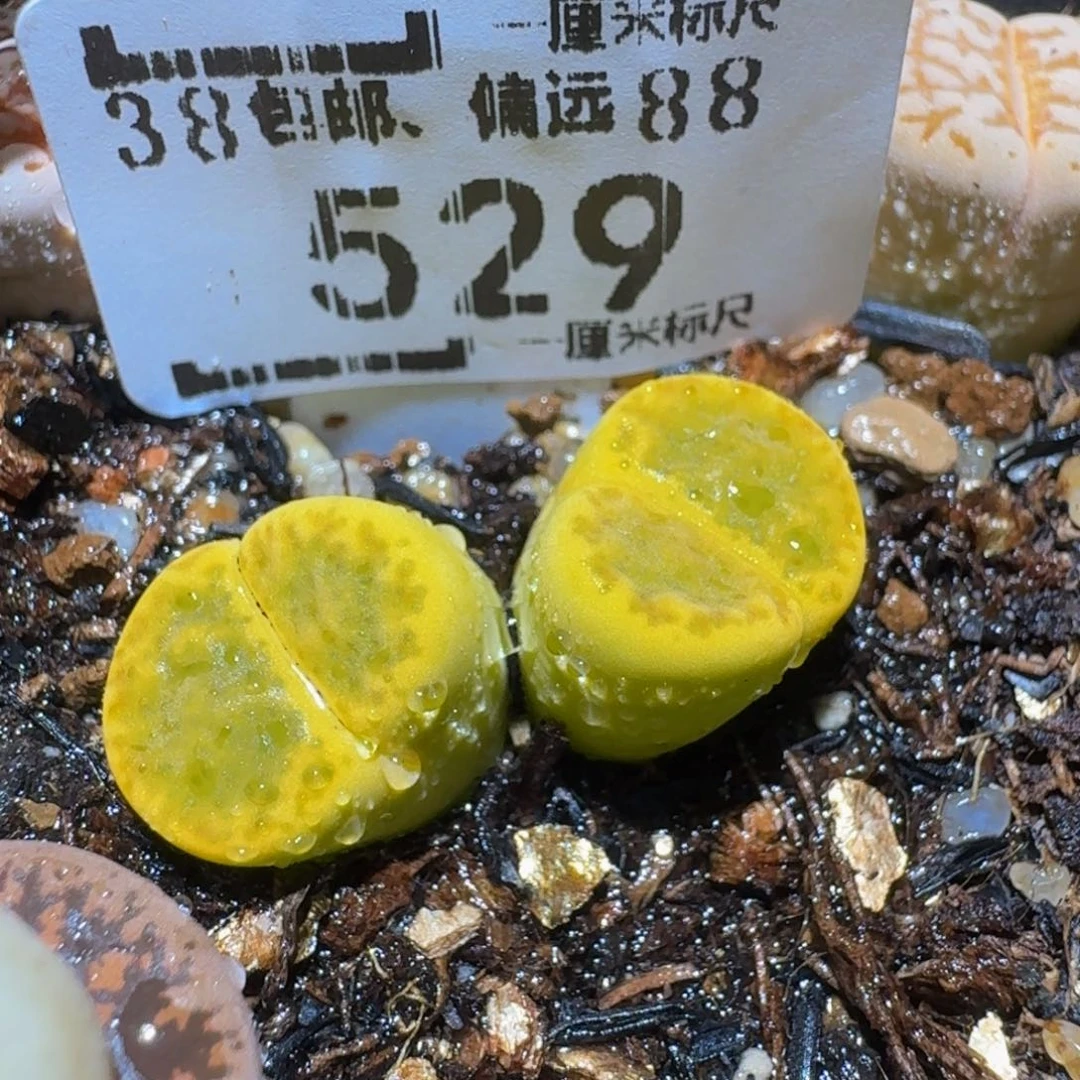 Ssss精品生石花529