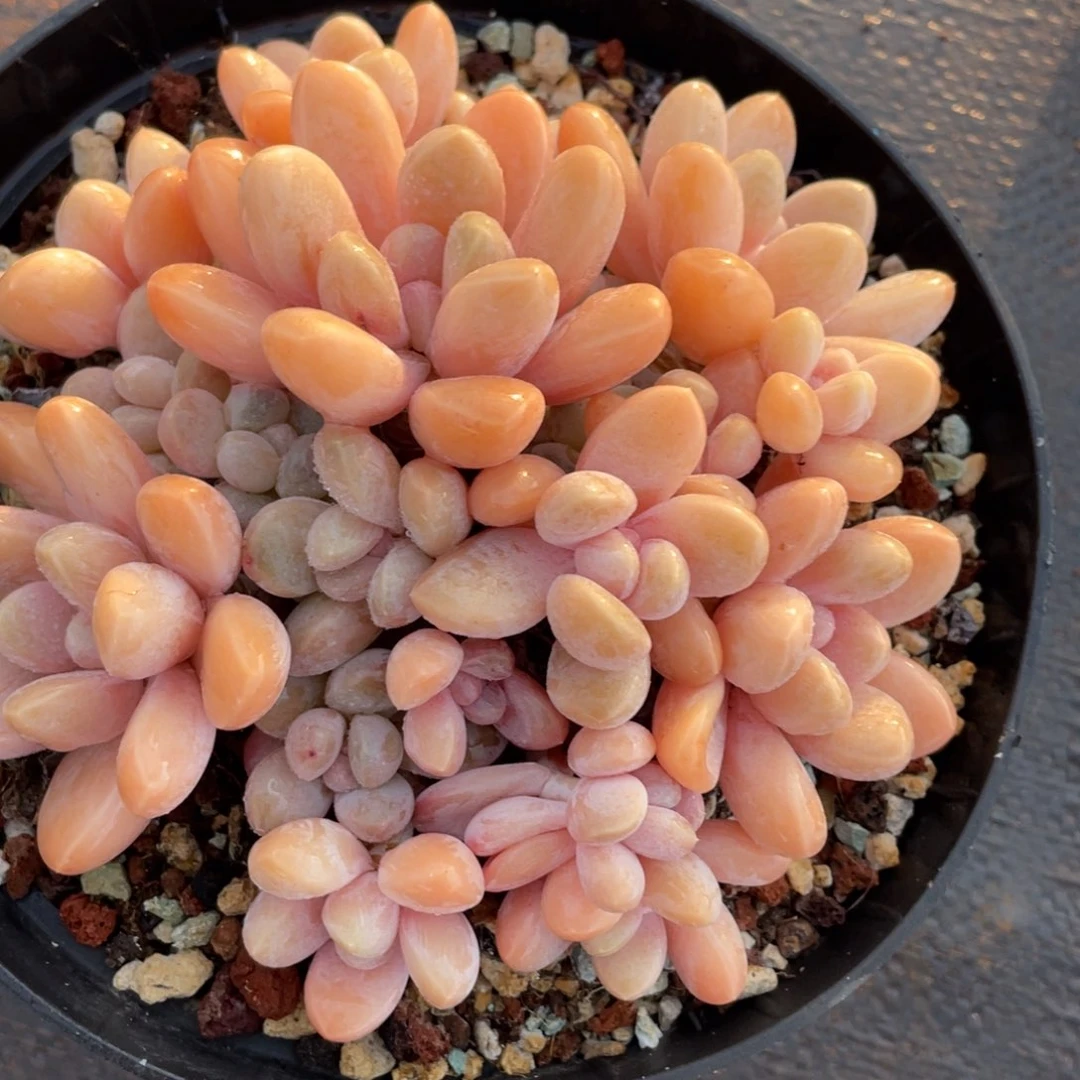 小****姐姐说她真的有男朋友没