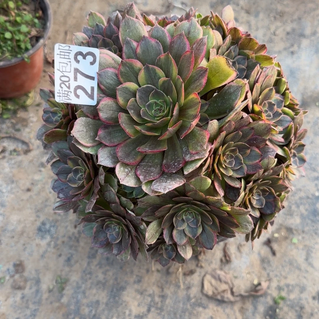 半夏273号满20包邮断枝不包