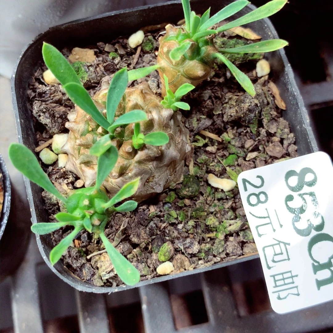 5厘米盆精控多肉853