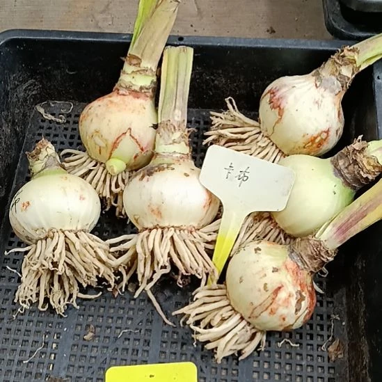 无花朵卡布鲁斯6+发一个