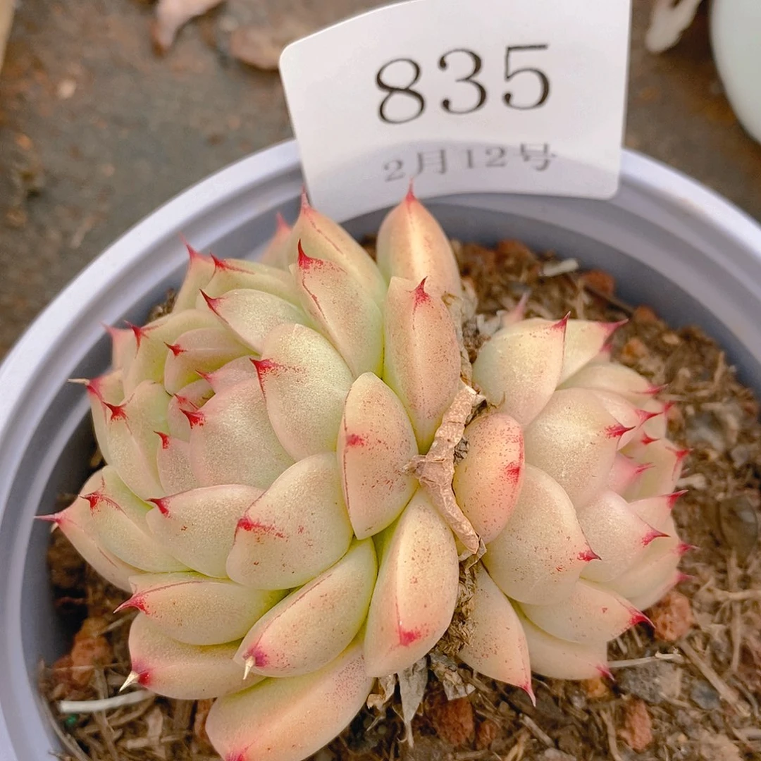 【闪购商品】云835