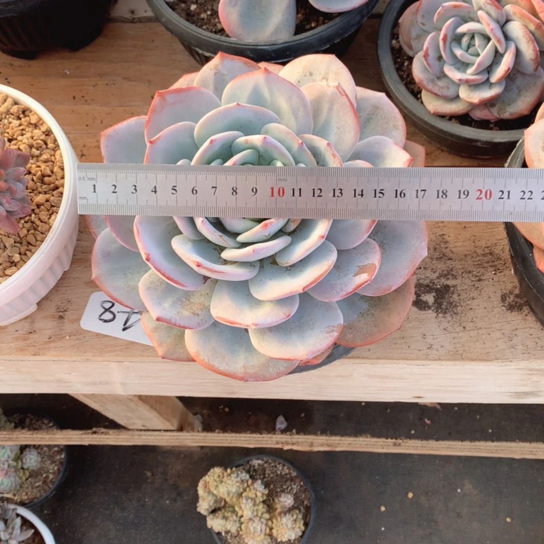 多肉植物多肉植物奶茶