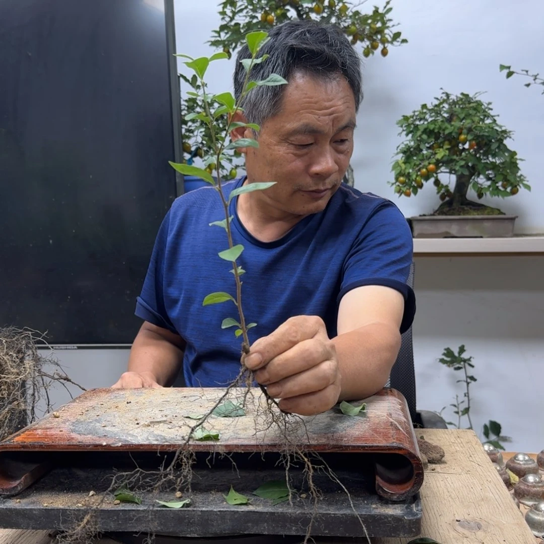 用***8无花朵687顺丰到付不包邮