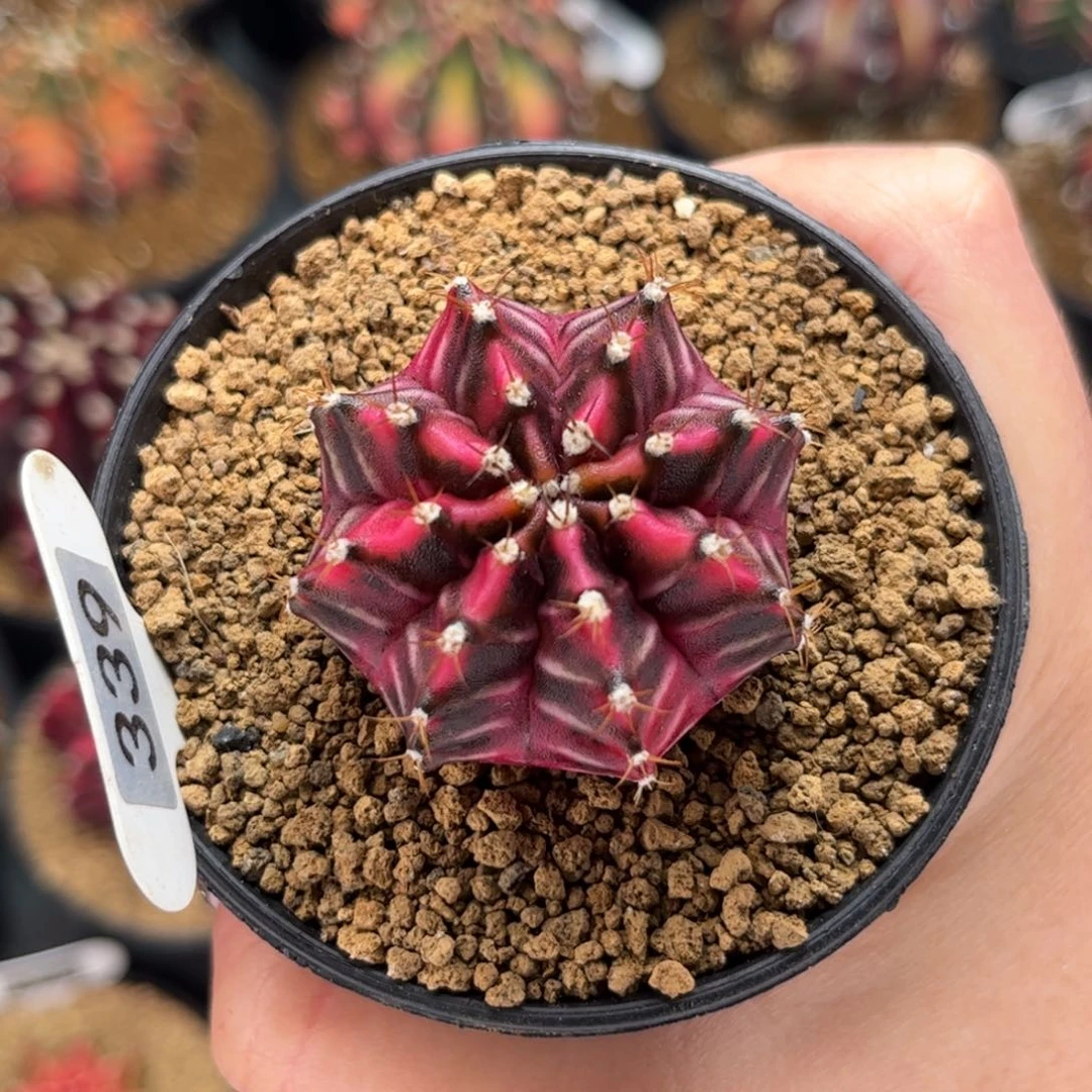 redlove 米哈仙人球