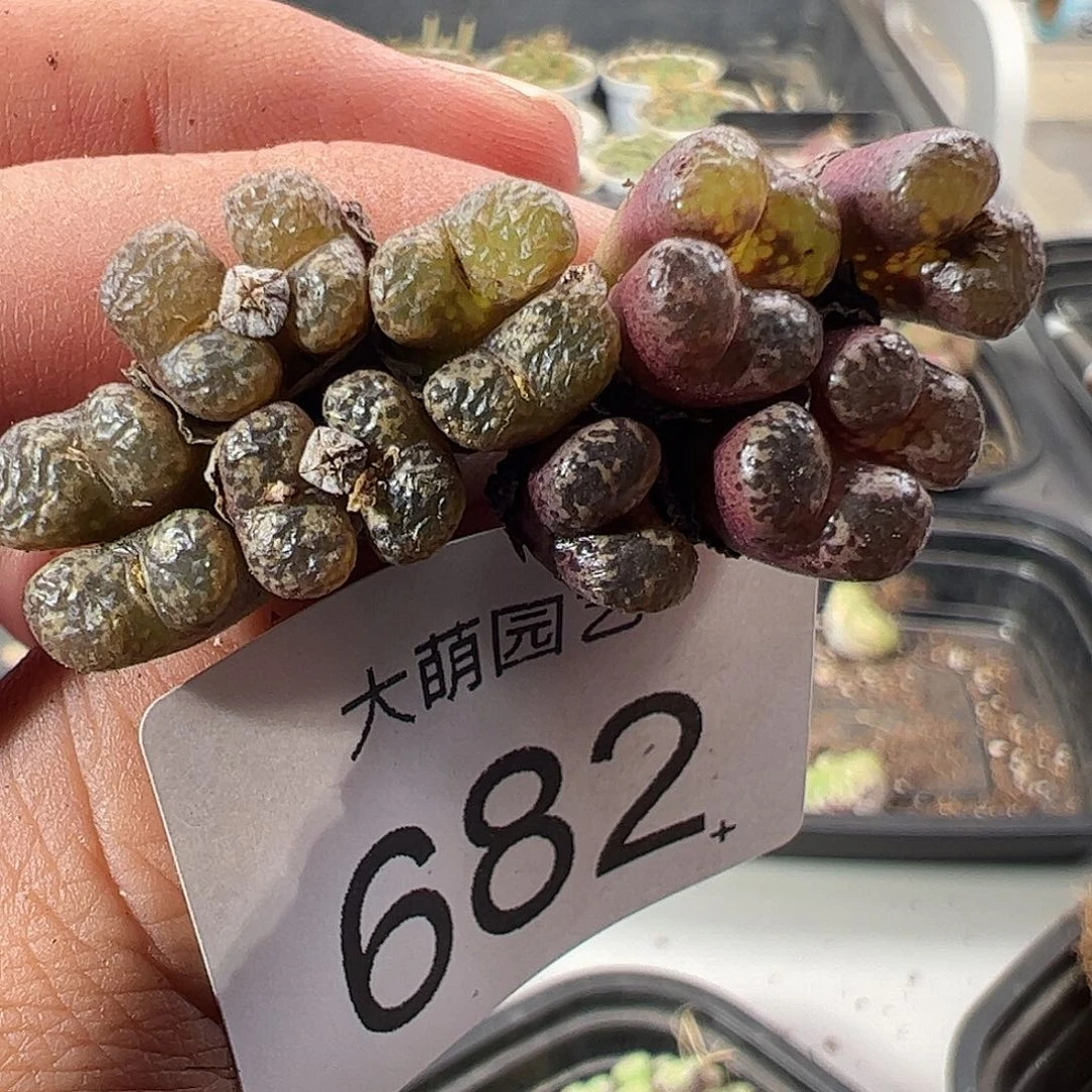 一物一拍。      682