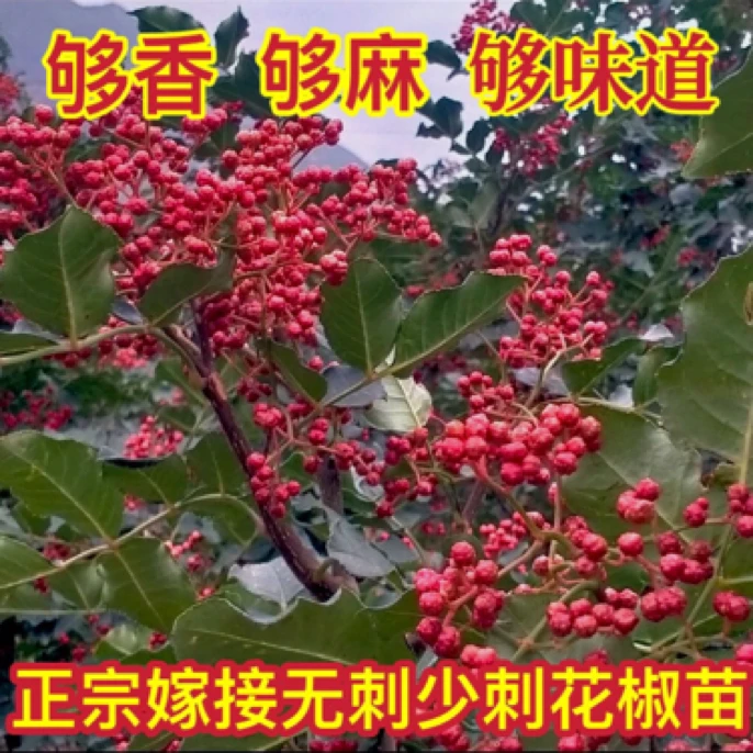 正宗嫁接无刺花椒 大红袍花椒树苗