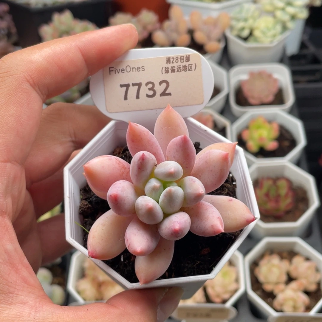 所罗门7732-6厘米