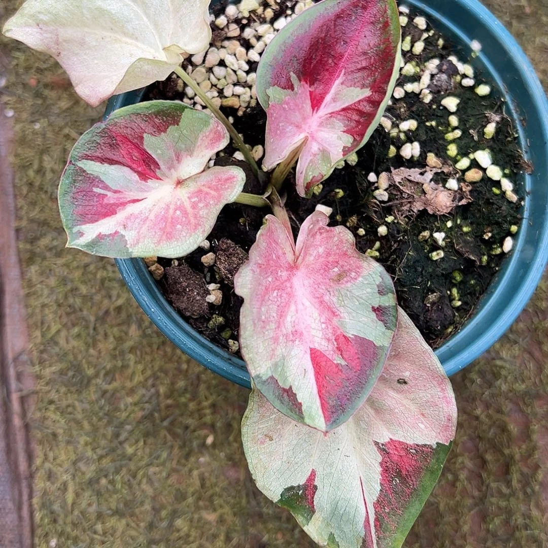 无花朵勋章养定实生8