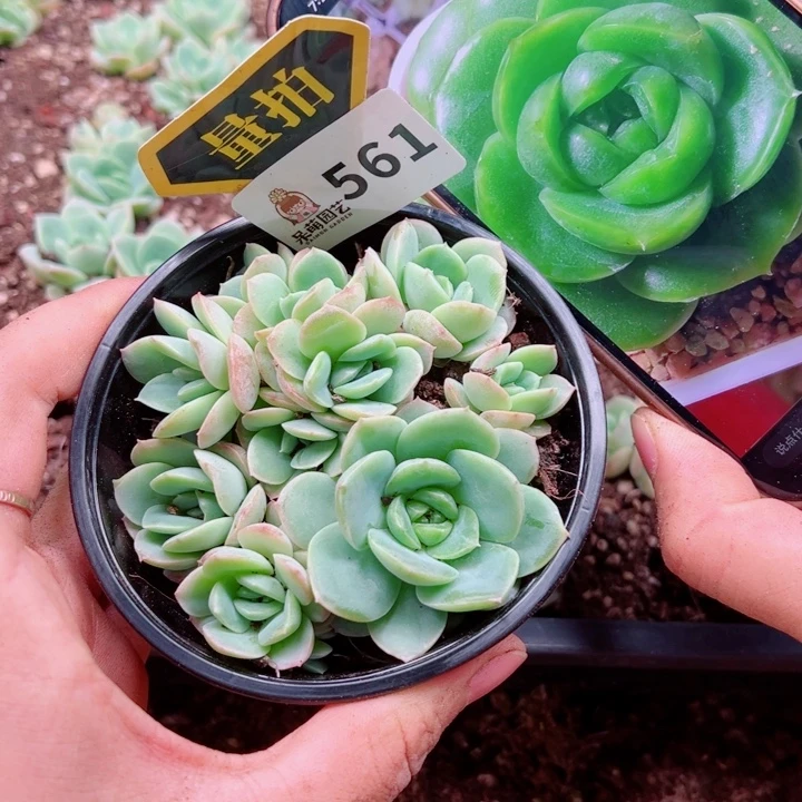 多肉植物多肉植物