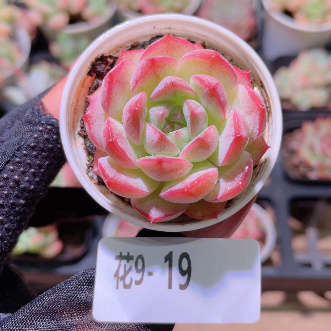 花利美9-19新品单头