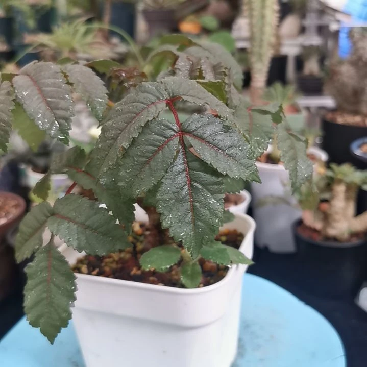607特价墨西哥角榄